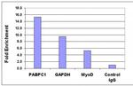 Histone H4K5ac Antibody in ChIP Assay (ChIP)