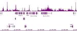 Histone H4K5ac Antibody in ChIP-Sequencing (ChIP-Seq)