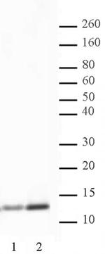 Histone H4K5ac Antibody in Western Blot (WB)