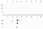 Histone H3R17me2a (asymmetric) Antibody in Dot Blot (DB)