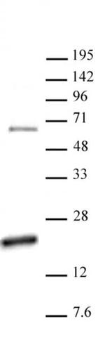 Histone H3R17me2a (asymmetric) Antibody in Western Blot (WB)