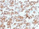 LH-beta (Luteinizing Hormone-beta) Antibody in Immunohistochemistry (Paraffin) (IHC (P))