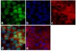 MINA53 Antibody in Immunocytochemistry (ICC/IF)