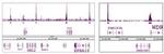 SAP30 Antibody in ChIP-Sequencing (ChIP-Seq)