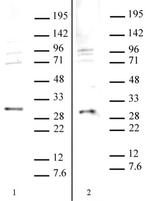 SAP30 Antibody in Western Blot (WB)