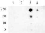 Phospho-RNA pol II CTD (Ser5) Antibody in Dot Blot (DB)
