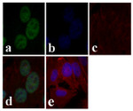 c-Jun Antibody in Immunocytochemistry (ICC/IF)