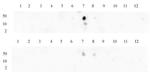 Histone H3K9me2 Antibody in Dot Blot (DB)