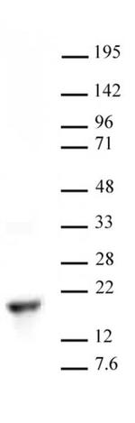 Histone H3K9me2 Antibody in Western Blot (WB)