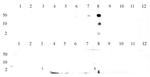 Histone H3K9me3 Antibody in Dot Blot (DB)