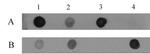 5-Hydroxymethylcytosine (5-hmC) Antibody in Dot Blot (DB)