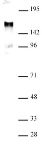 EuHMT1 Antibody in Western Blot (WB)