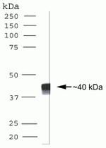 CDX2 Antibody in Western Blot (WB)