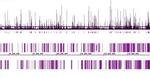 MITF Antibody in ChIP-Sequencing (ChIP-Seq)