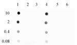 5-Hydroxymethylcytosine (5-hmC) Antibody in Dot Blot (DB)