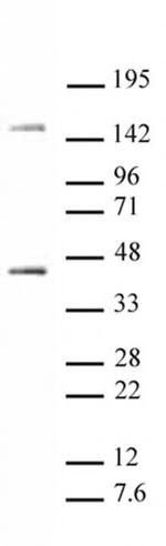 Oct-4 Antibody in Western Blot (WB)