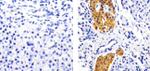 GAD65 Antibody in Immunohistochemistry (Paraffin) (IHC (P))