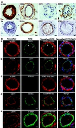 STRO-1 Antibody in Immunohistochemistry (IHC)