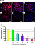 STRO-1 Antibody in Immunocytochemistry (ICC/IF)