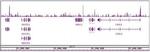 Sox2 Antibody in ChIP-Sequencing (ChIP-Seq)