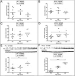 GAPDH Antibody in Western Blot (WB)