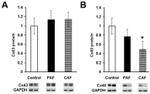 GAPDH Antibody in Western Blot (WB)