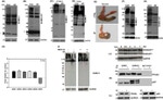 GAPDH Antibody in Western Blot (WB)