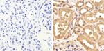 GAPDH Antibody in Immunohistochemistry (Paraffin) (IHC (P))