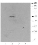 Histone macroH2A1.1 Antibody in Western Blot (WB)