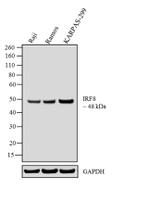 IRF8 Antibody in Western Blot (WB)