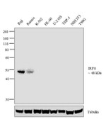 IRF8 Antibody