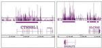 Histone H3K9me1 Antibody in ChIP Assay (ChIP)