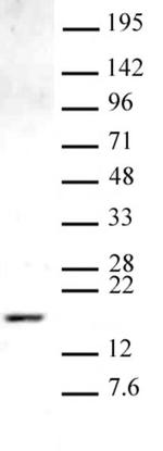 Histone H3K9me1 Antibody in Western Blot (WB)