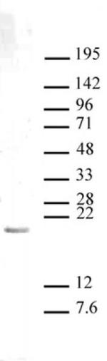 Histone H3K27me1 Antibody in Western Blot (WB)