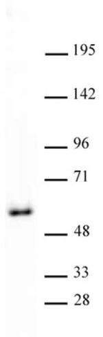 GATA-4 Antibody in Western Blot (WB)