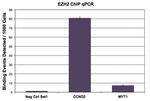 EZH2 Antibody in ChIP Assay (ChIP)