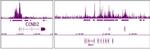 EZH2 Antibody in ChIP-Sequencing (ChIP-Seq)