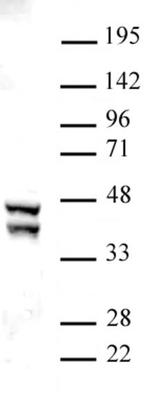 SIRT2 Antibody in Western Blot (WB)