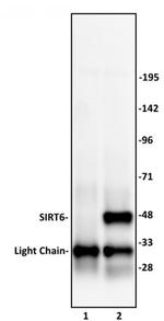 SIRT6 Antibody in Immunoprecipitation (IP)