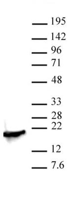 Histone H3K4me2 Antibody in Western Blot (WB)