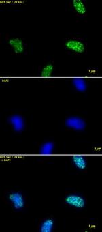 Histone H3K9ac Antibody in Immunocytochemistry (ICC/IF)