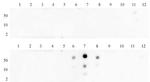 Histone H3K27me2 Antibody in Dot Blot (DB)