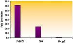 Histone H3K79me1 Antibody in ChIP Assay (ChIP)