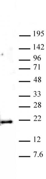 Histone H3K79me1 Antibody in Western Blot (WB)