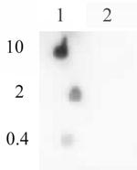 Histone H4ac (pan-acetyl) Antibody in Dot Blot (DB)