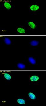 Histone H4ac (pan-acetyl) Antibody in Immunocytochemistry (ICC/IF)