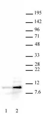 Histone H4ac (pan-acetyl) Antibody in Western Blot (WB)