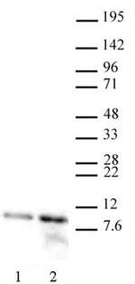 Histone H4K12ac Antibody in Western Blot (WB)