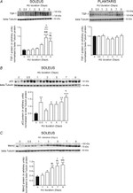 Thrombospondin 1 Antibody in Western Blot (WB)