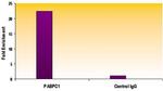 Histone H2A.Z Antibody in ChIP Assay (ChIP)